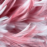 Dusky Pink Feathers Canvas Photography Background