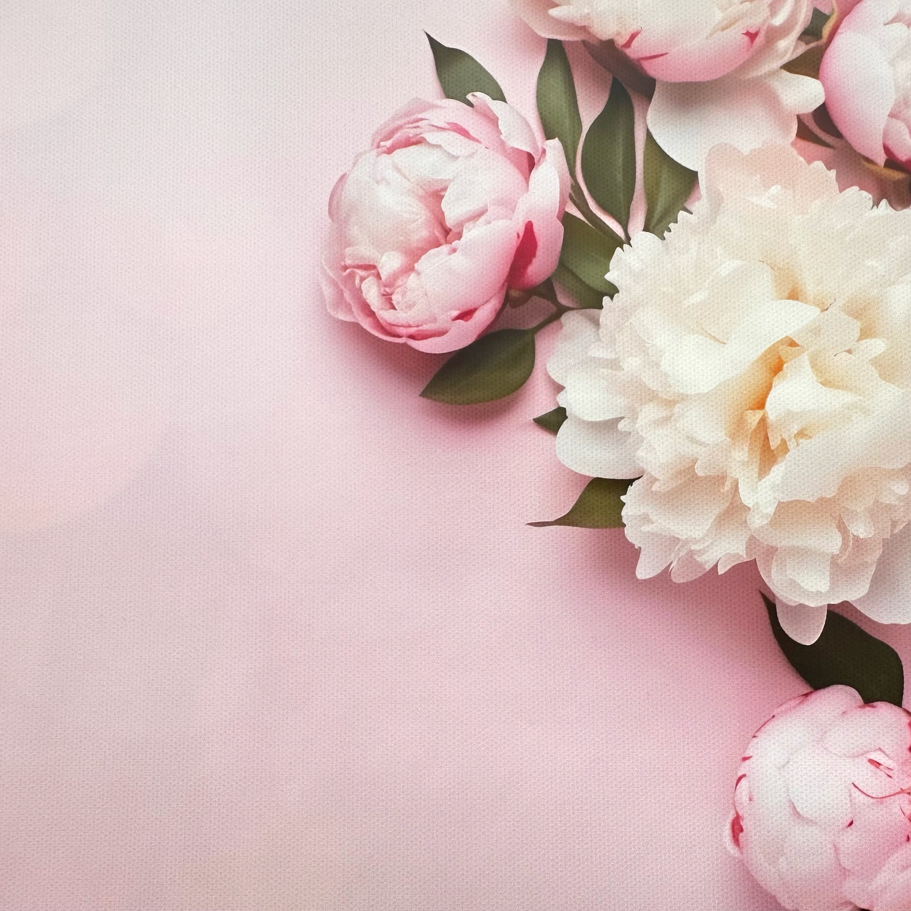 Pink Peonies Canvas Photography Background