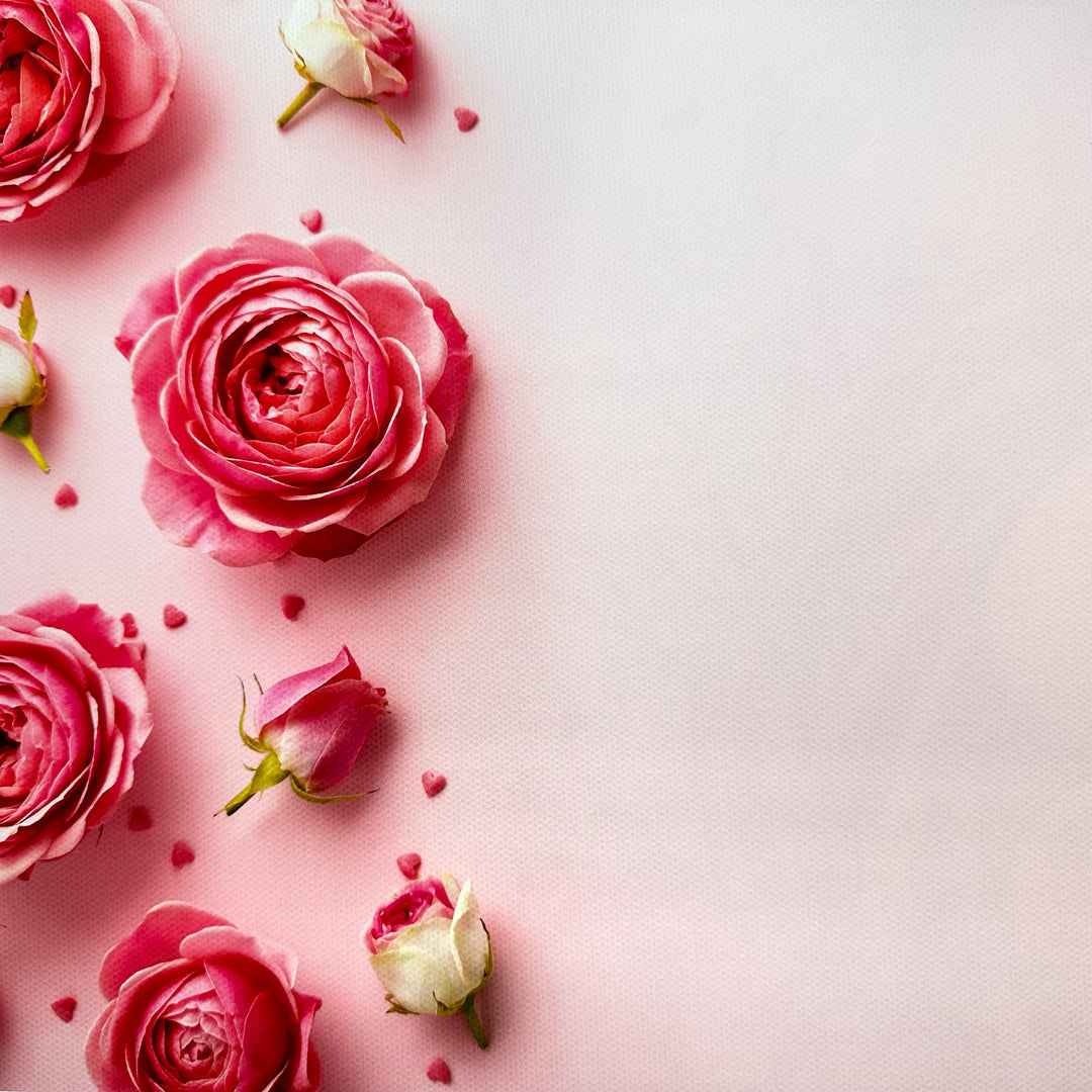 Pink Rose Buds Canvas Photography Background