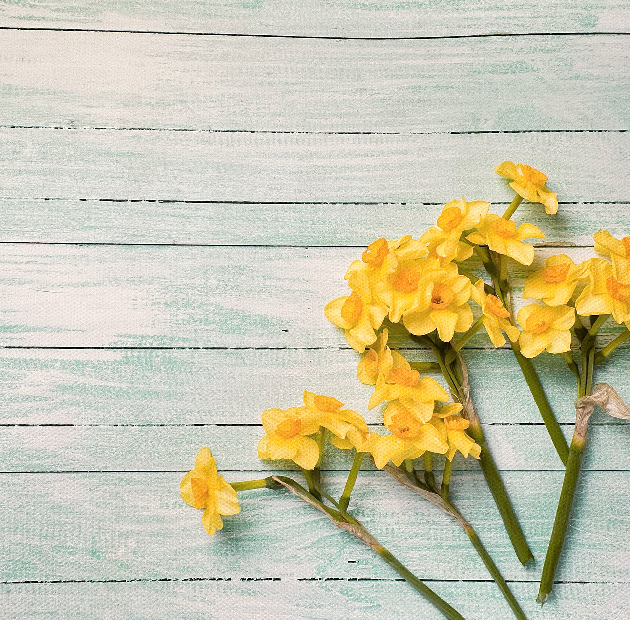 Daffodils Pale Wooden Effect Canvas Photography Background