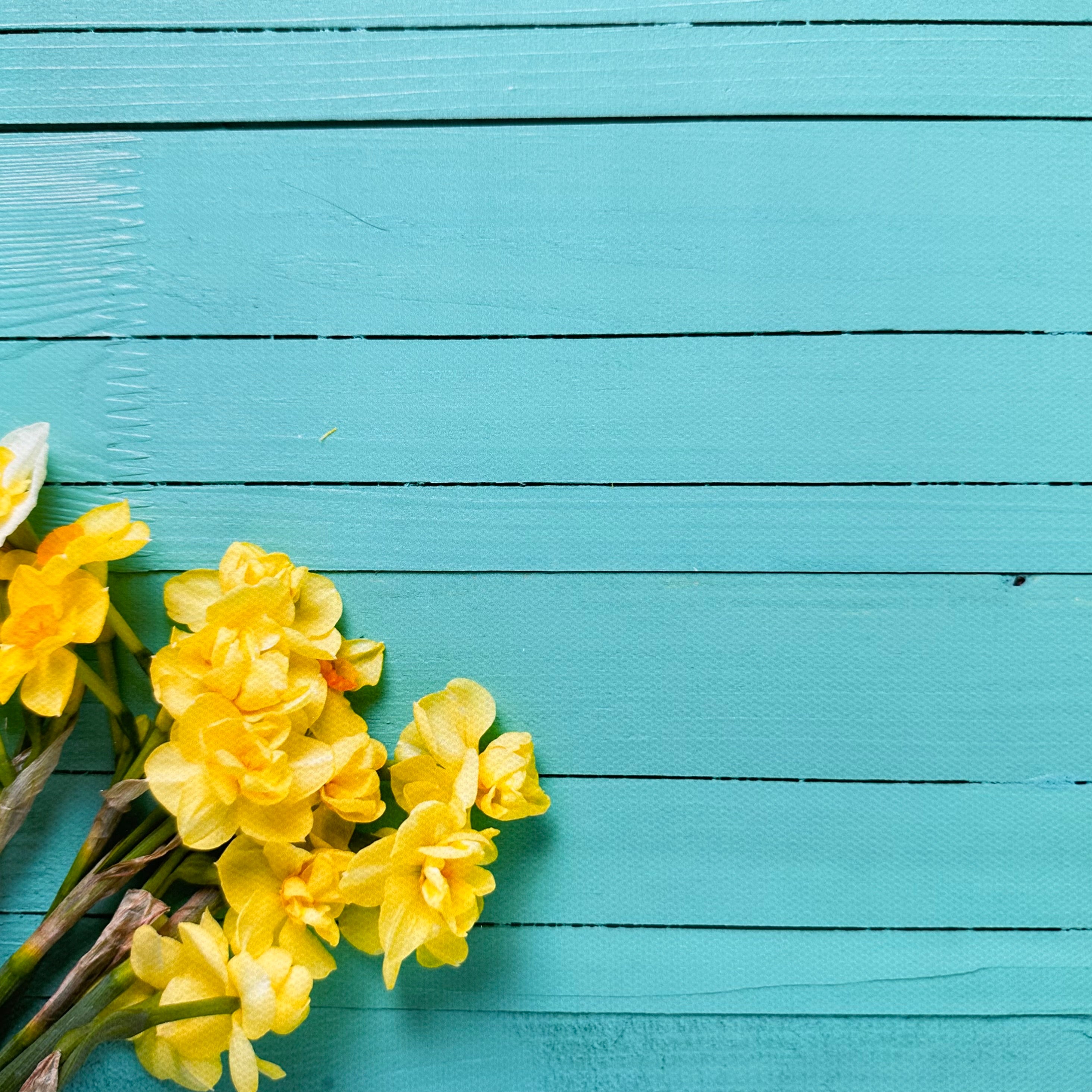 Daffodils Bright Wooden Effect Canvas Photography Background