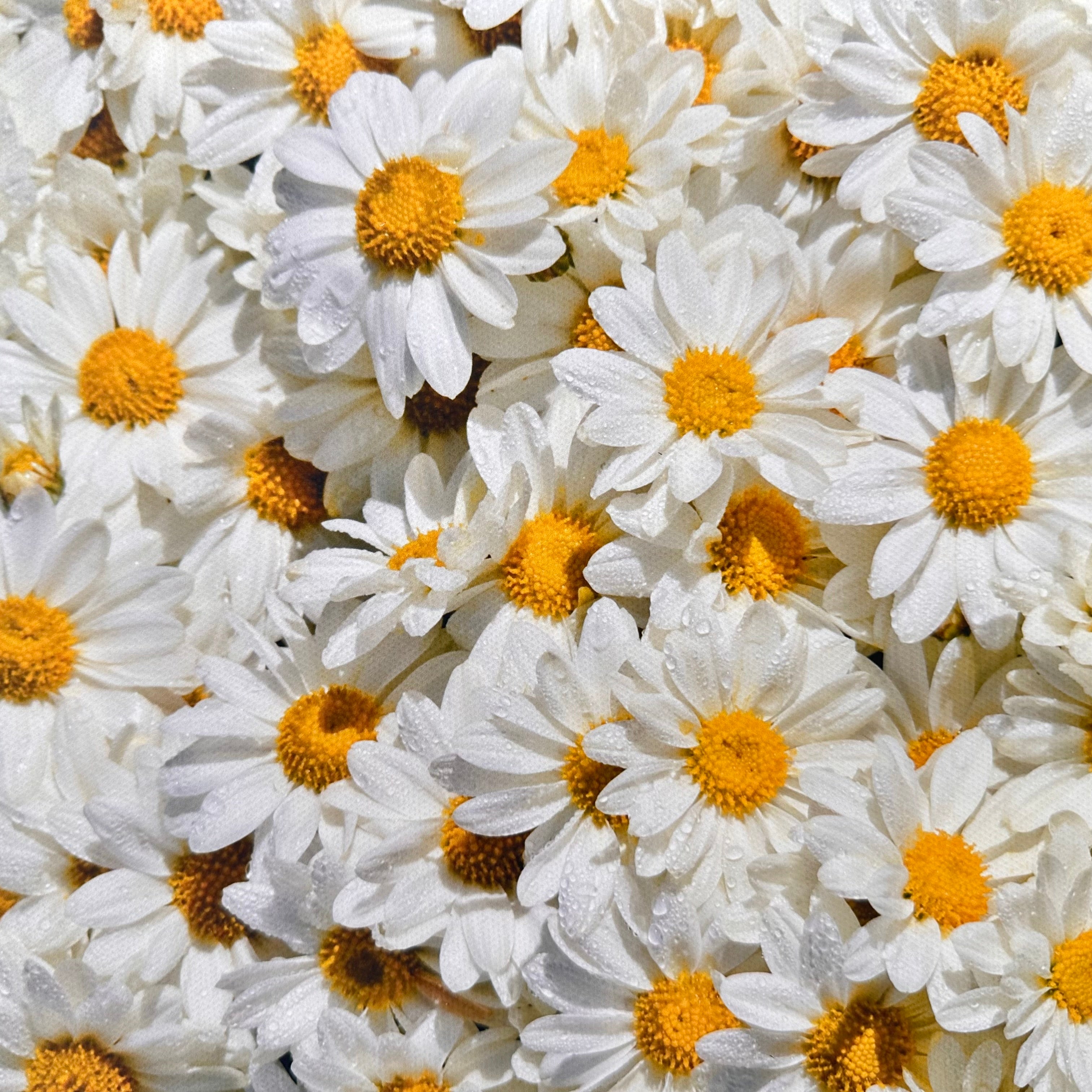 Oops a Daisy Canvas Photography Background