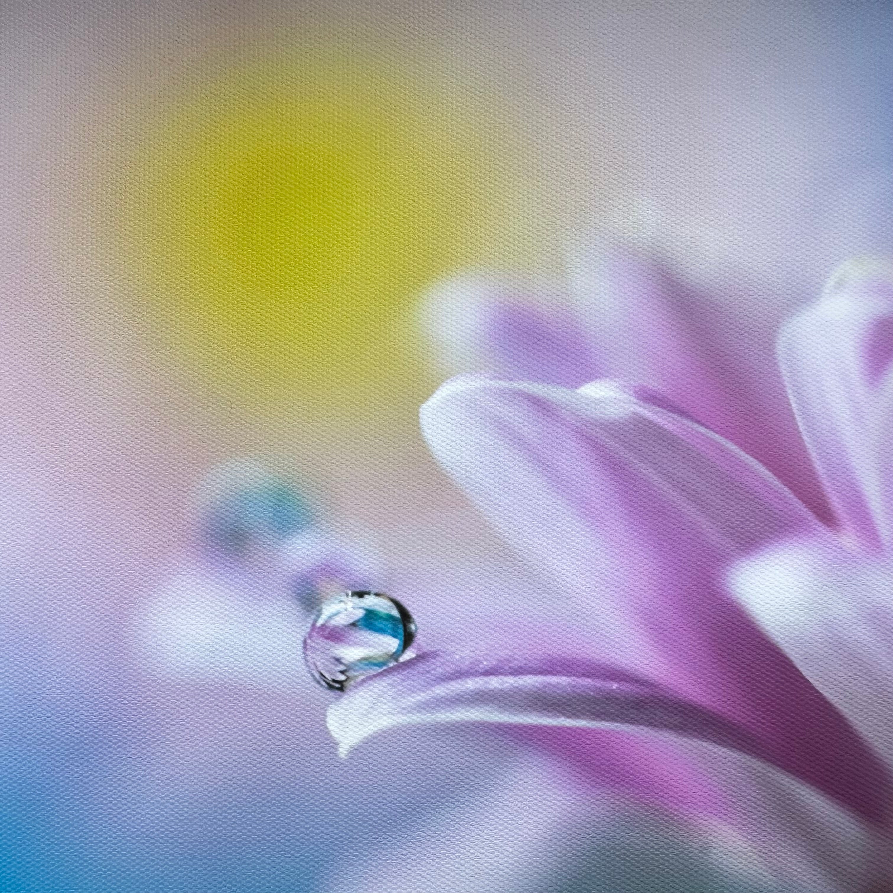 Morning Dew Canvas Photography Background