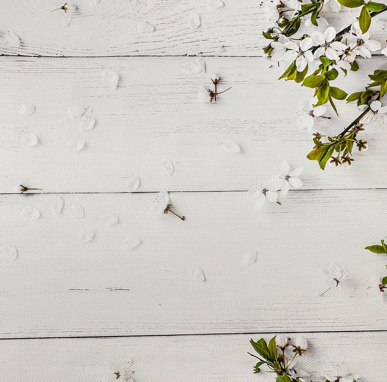 White Blossoms Wooden Effect Canvas Photography Background