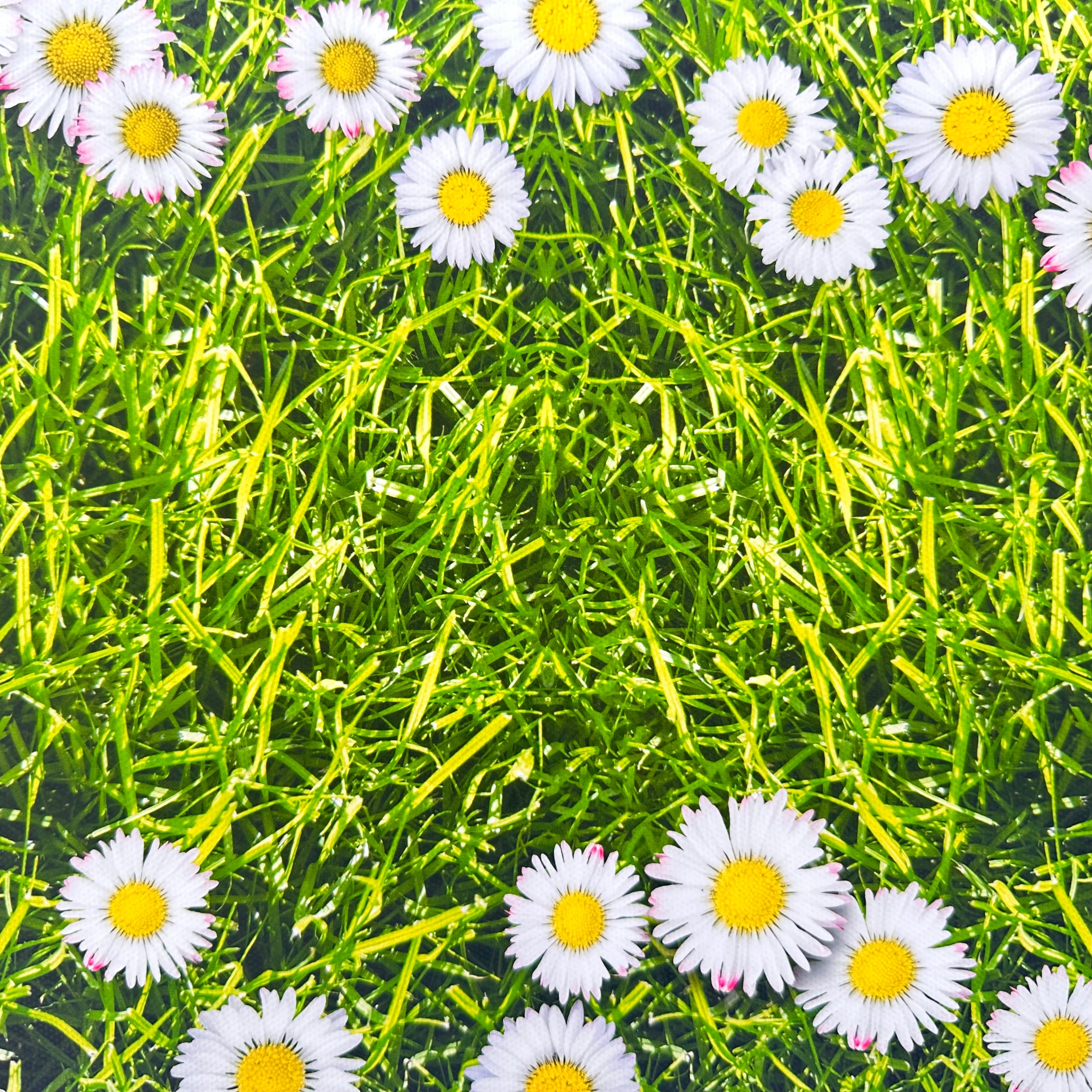 Oh my Daisy Canvas Photography Background