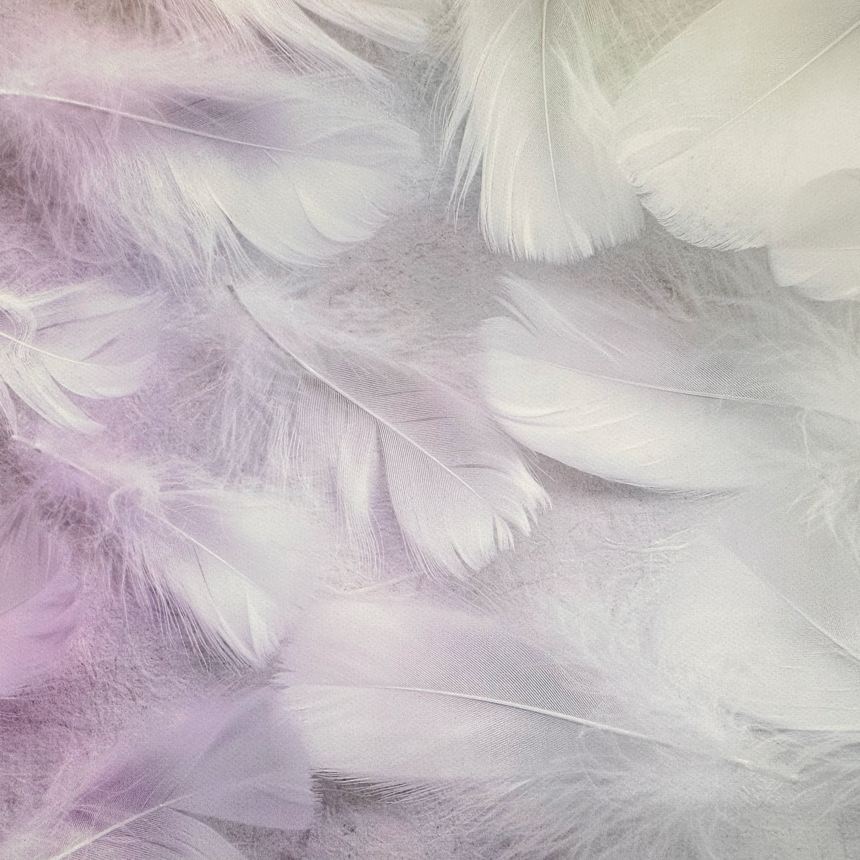Pastel Tinted Feathers Canvas Photography Background