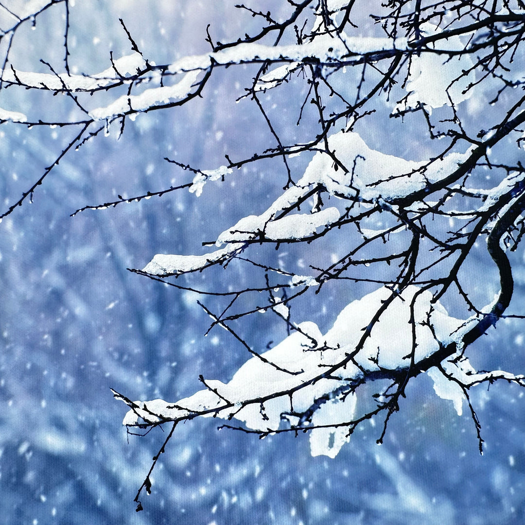 Snowy Tree Branch Canvas Photography Background