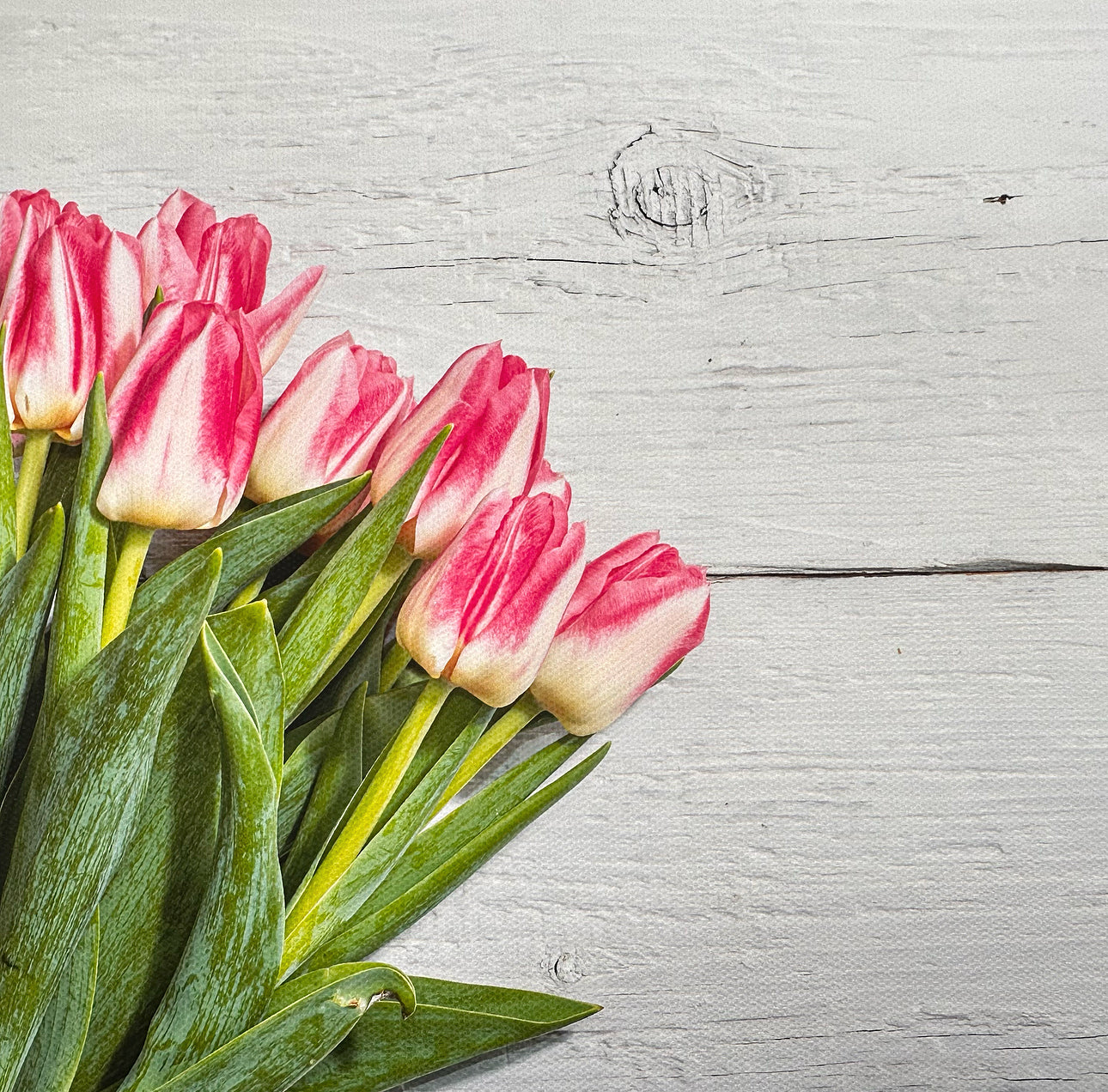 Tulips Wooden Effect Canvas Photography Background