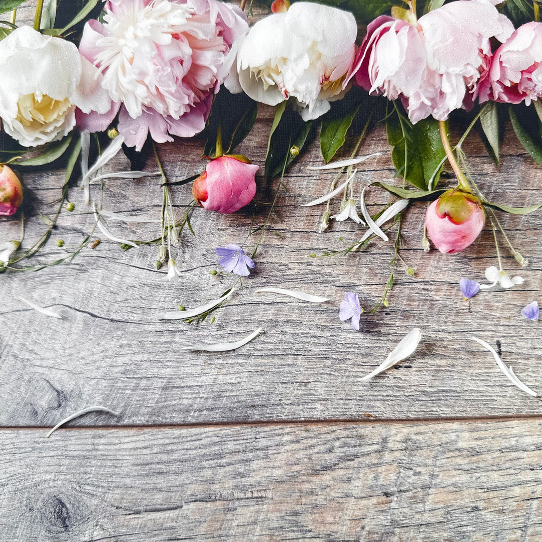 Delicate White & Pink Peony with Petal Flowers Canvas Photography Background