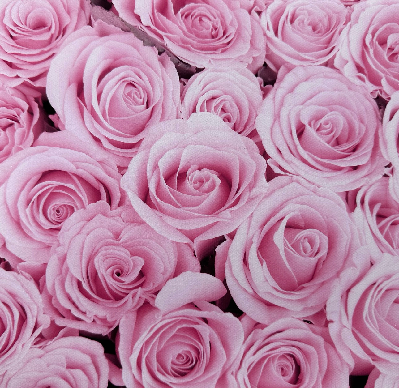 Soft Pink Roses Flower Wall Effect Canvas Photography Background