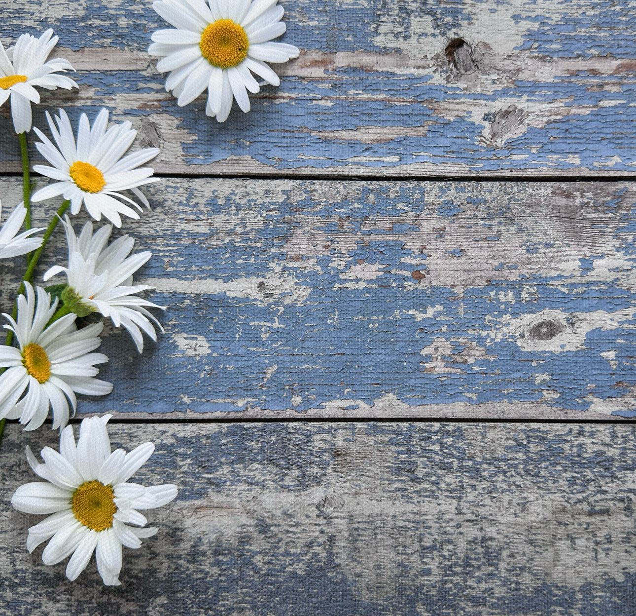 Daisy Blue Wooden Canvas Photography Background