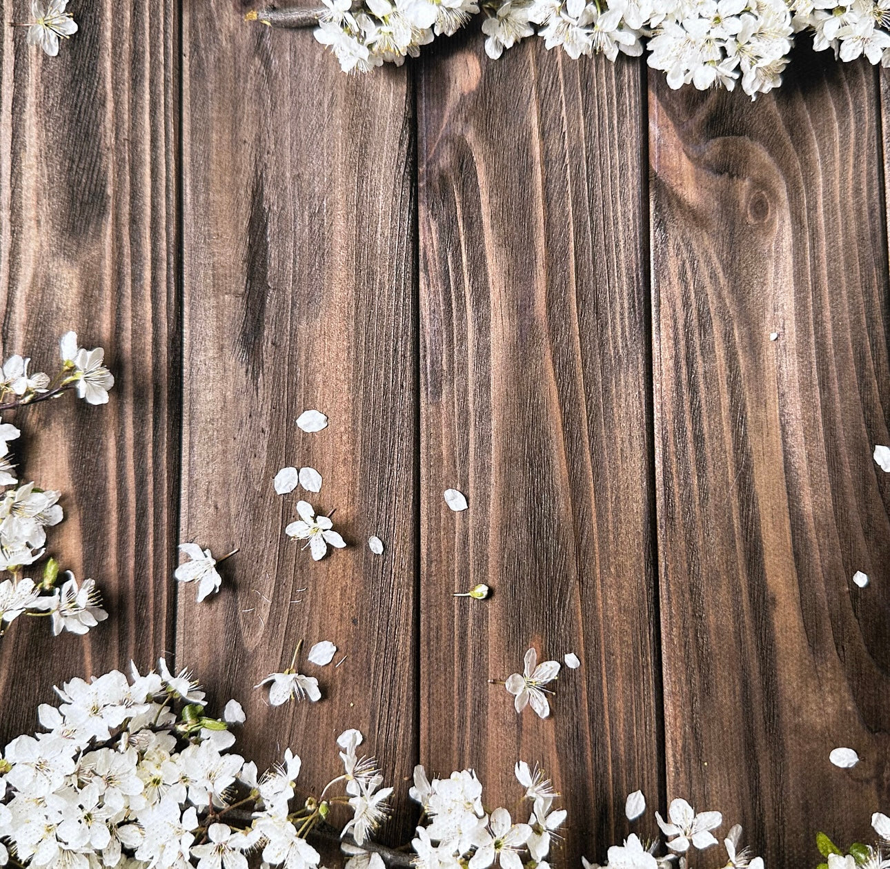 Fallen White Blossoms Wooden Canvas Photography Background