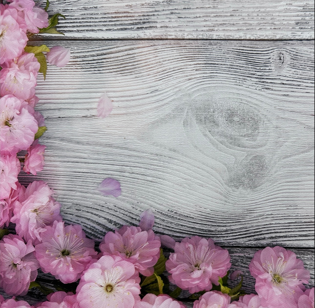 Pink Pretty Blossoms Wooden Canvas Photography Background
