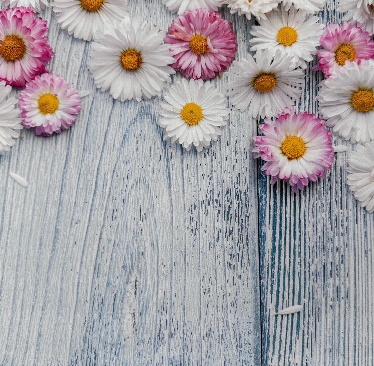 Pink & White Daisies Wooden Canvas Photography Background