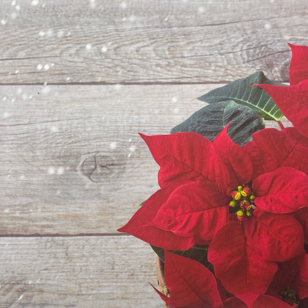 Poinsettia Canvas Photography Background