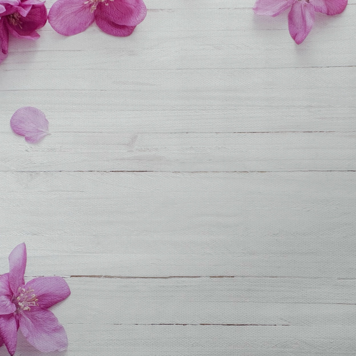 Pretty Pink Petals Wooden Effect Canvas Photography Background