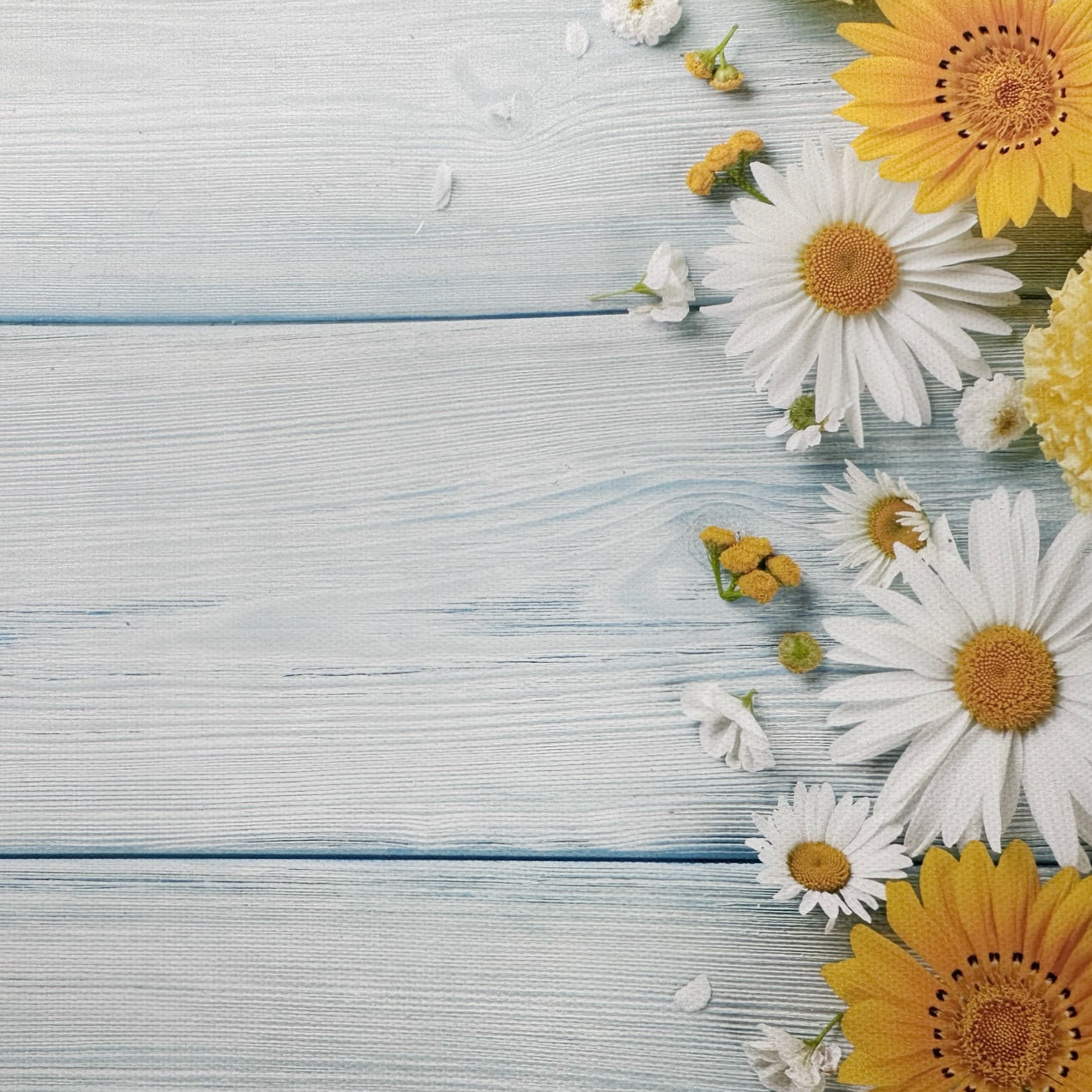 Pretty Daisies Wooden Canvas Photography Background